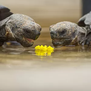 Floreana giant tortoise hybrid descendants (Chelonoidis elephantopus) feeding on flower