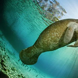 Florida Manatee (Trichechus manatus latirostris), Three Sisters Spring, Crystal River, Florida, USA