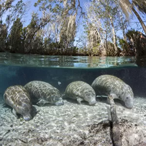 Florida manatee (Trichechus manatus latirostris), four resting on sandy river bed
