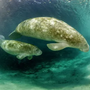 Manatees