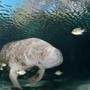 Florida manatee Print at Three Sisters Spring Florida manatee Print at Three Sisters Spring
