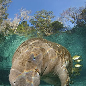 Florida manatee (Trichechus manatus latirostrus) being cleaned by blue gill sunfish