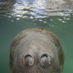 A Florida manatee (Trichechus manatus latirostrus) close up head / nostrils portrait