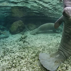 A Florida manatee (Trichechus manatus latirostrus) in upright posture with tail on river bed