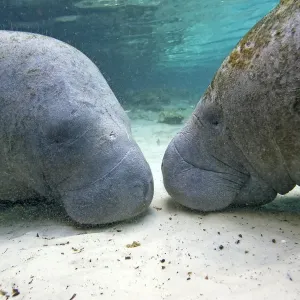 Florida Manatee Print, Three Sisters Springs Florida Manatee Print, Three Sisters Springs
