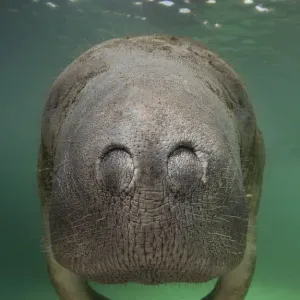 Florida Manatee Close-Up Print Florida Manatee Close-Up Print
