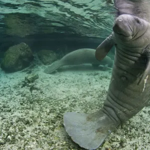 A Florida manatee print in upright posture A Florida manatee print in upright posture