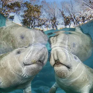 Print of Two Florida Manatees in Shallow Water Print of Two Florida Manatees in Shallow Water