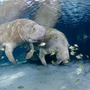 Florida manatees Print: Three Sisters Spring gathering Florida manatees Print: Three Sisters Spring gathering