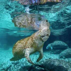 Florida manatees gathering at Three Sisters Spring Print Florida manatees gathering at Three Sisters Spring Print