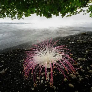 Flower (Barringtonia sp. ) fallen on black lava sand beach, Tangkoko National Park, northern Sulawesi, Indonesia Flower (Barringtonia sp. ) fallen on black lava sand beach, Tangkoko National Park, northern Sulawesi, Indonesia