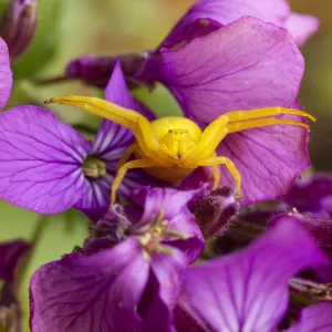 Flower crab spider (Misumena vatia) in hunting pose on Honesty flowers, April, Bristol