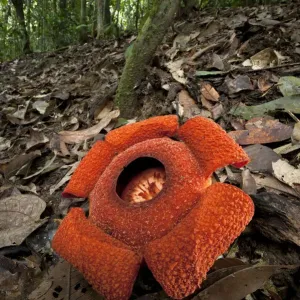 Flower of locally endemic Rafflesia (Rafflesia tengku-adlinii) flower diameter 22cm Flower of locally endemic Rafflesia (Rafflesia tengku-adlinii) flower diameter 22cm