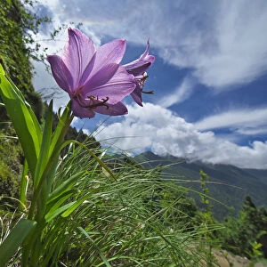 Flower (Notholirion macrophyllum) in mountain habitat, Mt Qomolangma National Park