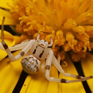 Flower spider (Thomisus spectabilis) an ambush predator waiting on daisy flower for
