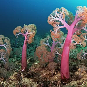Flower tree soft corals (Umbellulifera sp. ), Triton Bay, near Kaimana, West Papua