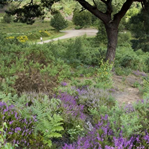 Flowering Heather and Bracken on lowland heath, with path in the background, Caesars Camp