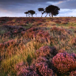 Flowering heather with pine trees behind. Near Porlock, Exmoor National Park, Somerset