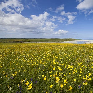 Flowering machair, South Uist, Outer Hebrides, Scotland, UK, July