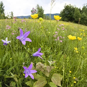Flowering meadow with Spreading bellflower (Campanula patula) and Buttercup (Ranunculus