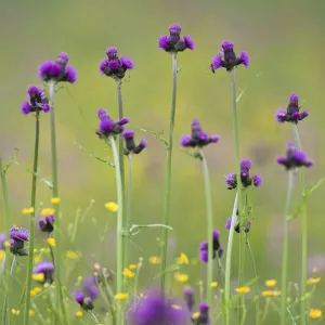 Flowering meadow with Thistles (Cirsium rivulare) and Buttercups (Ranunculus acris)