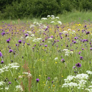 Flowering meadow with Thistles (Cirsium rivulare) Poloniny National Park, Western Carpathians