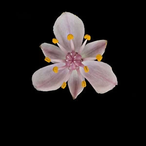 Flowering rush (Butomus umbellatus) with stamens and stigma, nectar globules at base of carpels