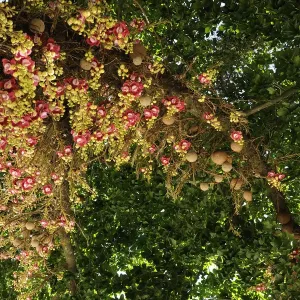 Couroupita guianensis Print Couroupita guianensis Print