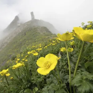 Flowers (Trollius sp) Balang Mountain, Wolong National Nature Reserve, Sichuan Giant Flowers (Trollius sp) Balang Mountain, Wolong National Nature Reserve, Sichuan Giant