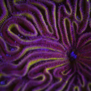 Fluorescent coral photographed with ultraviolet / UV light, Bonaire, Leeward Antilles