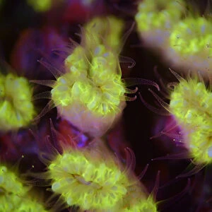 Fluorescent coral photographed with ultraviolet / UV light, Bonaire, Leeward Antilles
