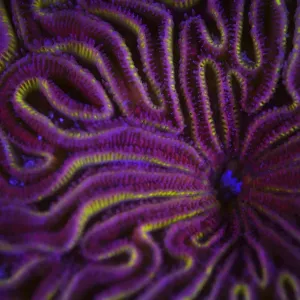La corail fluorescent photographié avec la lumière ultraviolet / UV, Bonaire, Antilles du Levant. La corail fluorescent photographié avec la lumière ultraviolet / UV, Bonaire, Antilles du Levant.