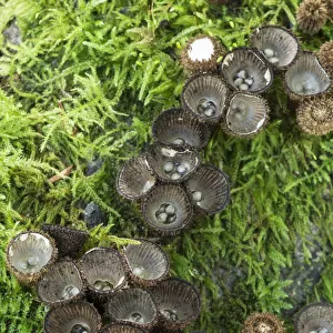 Fluted birds nest fungus (Cyathus striatus) among moss, Sussex, UK. September 2017