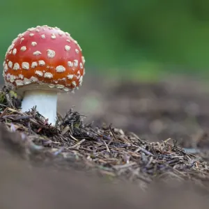 Fly Agaric (Amanita muscaria), Peak District National Park, Derbyshire, UK. October Fly Agaric (Amanita muscaria), Peak District National Park, Derbyshire, UK. October