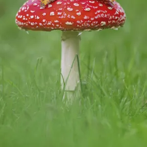 Fly agaric (Amanita muscaria) Peatlands Park, County Armagh, Ireland, October