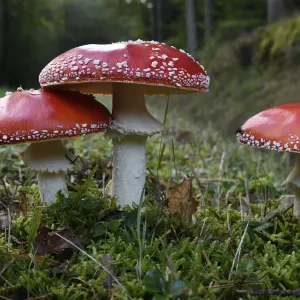 Fly agaric (Amanita muscaria) Vosges forest, France, September