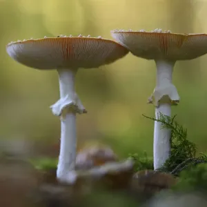 Fly agaric Print, Amanita muscaria, Vosges forest, France Fly agaric Print, Amanita muscaria, Vosges forest, France
