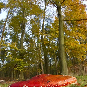 Fly agaric fungus (Amanita muscaria) in woodland setting, The National Forest, Central England