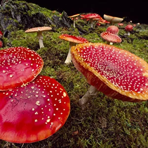 Fly Agaric Fungus (Amanita muscaria) within forestry plantation, Strathspey, Scotland