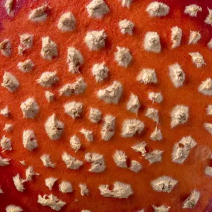 Fly agaric fungus cap detail Print, Peak District National Park, Derbyshire Fly agaric fungus cap detail Print, Peak District National Park, Derbyshire