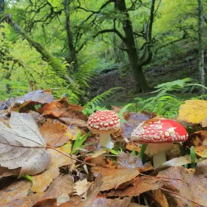 Fly agaric print, Muniellos National Park, Spain Fly agaric print, Muniellos National Park, Spain