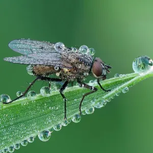 Fly (Coenosia sp) resting on leaf, at dawn covered in heavy dew. Hertfordshire, England, UK. June. Focus Stacked Fly (Coenosia sp) resting on leaf, at dawn covered in heavy dew. Hertfordshire, England, UK. June. Focus Stacked