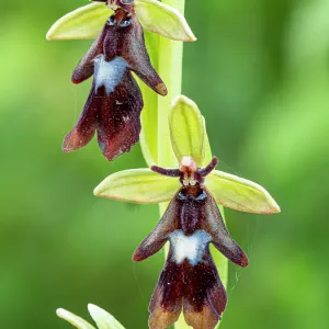 Fly orchid (Ophrys insectifera) in flower, Sibillini, Umbria, Italy. May