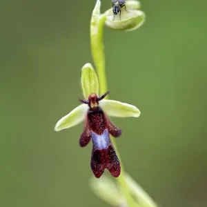 Fly orchid (Ophrys insectifera) in flower with resting fly, Lorraine, France. June Fly orchid (Ophrys insectifera) in flower with resting fly, Lorraine, France. June