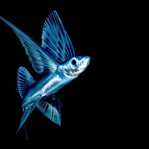 Flying fish (Exocoetidae) in Sargasso Sea, Atlantic Ocean