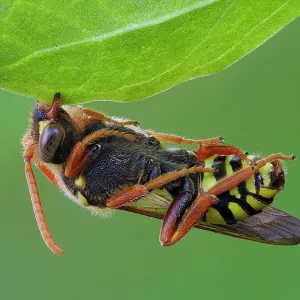 Focus Stacked image of a Cuckoo Bee (Nomada goodeniana) roosting by clamping onto vegetation with its mandibles and hanging on for the night. Photographed just after dawn. Hertfordshire, England, UK, May Focus Stacked image of a Cuckoo Bee (Nomada goodeniana) roosting by clamping onto vegetation with its mandibles and hanging on for the night. Photographed just after dawn. Hertfordshire, England, UK, May