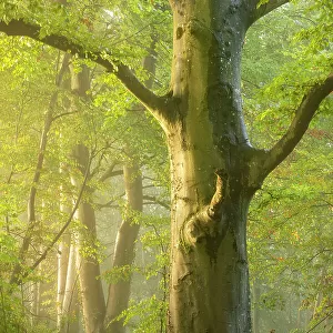 Fog drifting through autumnal woodland at dawn, Crendle Hill Woods, near Milborne Port, Somerset, England, UK. October, 2022