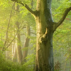 Fog drifting through autumnal woodland at dawn, Crendle Hill Woods, near Milborne Port, Somerset, England, UK. October, 2022 Fog drifting through autumnal woodland at dawn, Crendle Hill Woods, near Milborne Port, Somerset, England, UK. October, 2022