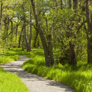 Footpath through birch (Betula) woodland. Creag Meagaidh National Nature Reserve, Badenoch