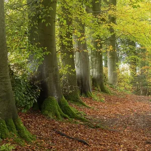 Footpath through Hazel (Corylus avellana) woodland in autumn, Cotswolds, Gloucestershire, England, UK. November Footpath through Hazel (Corylus avellana) woodland in autumn, Cotswolds, Gloucestershire, England, UK. November